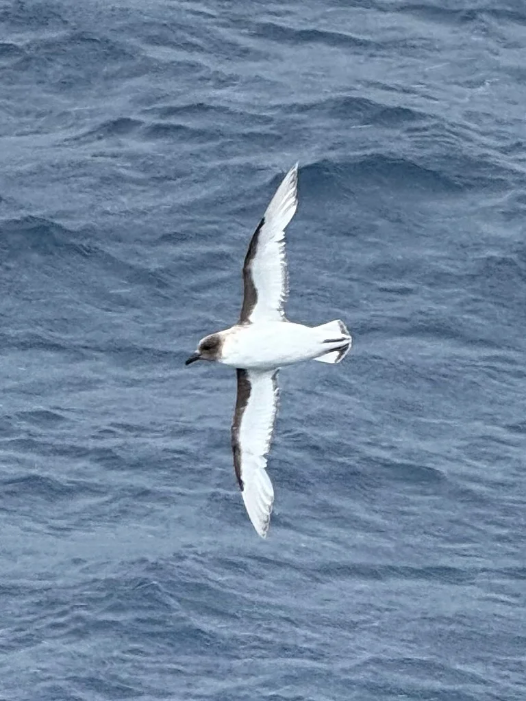 南极鹱(Thalassoica antarctica)