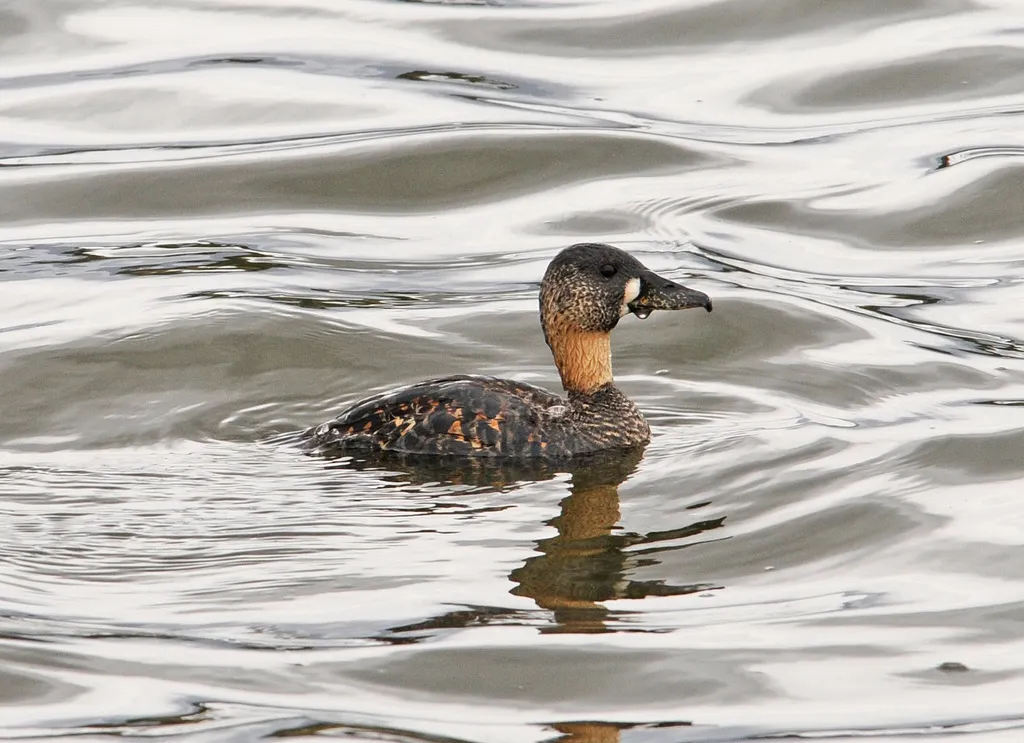 白背鸭(Thalassornis leuconotus)