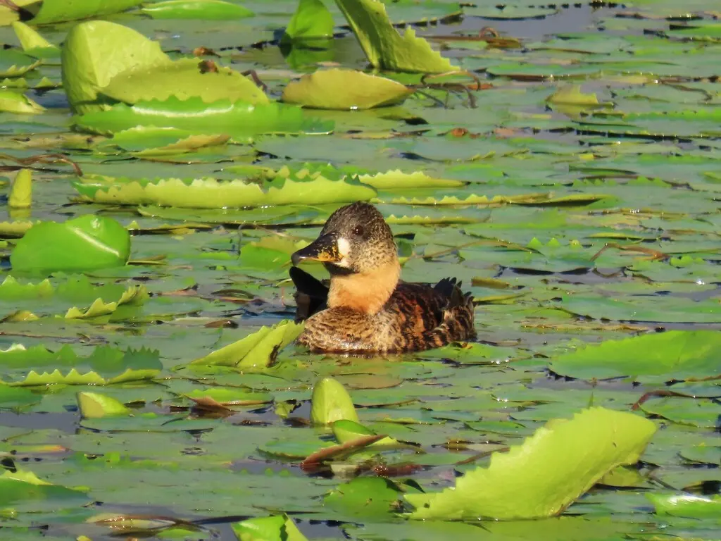 白背鸭(Thalassornis leuconotus)