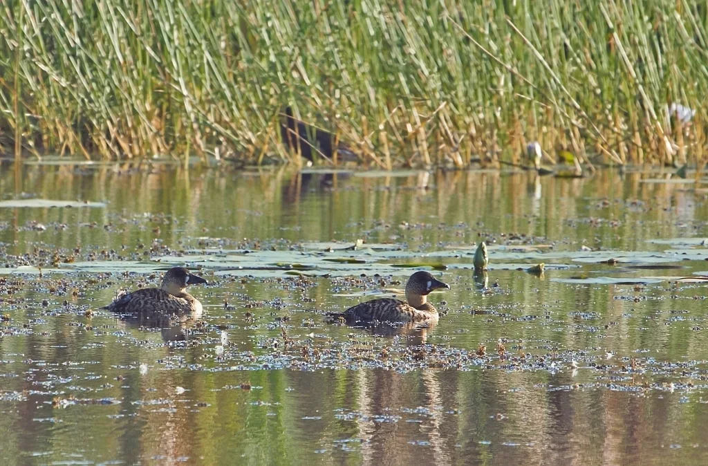 白背鸭(Thalassornis leuconotus)