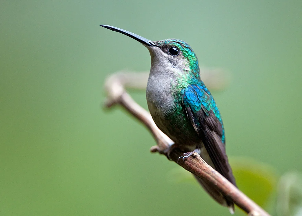 蓝顶妍蜂鸟(Thalurania colombica)
