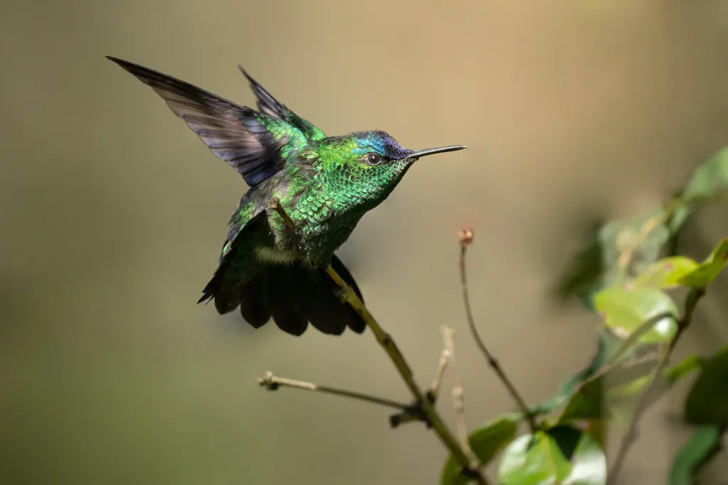 紫顶妍蜂鸟(Thalurania glaucopis)