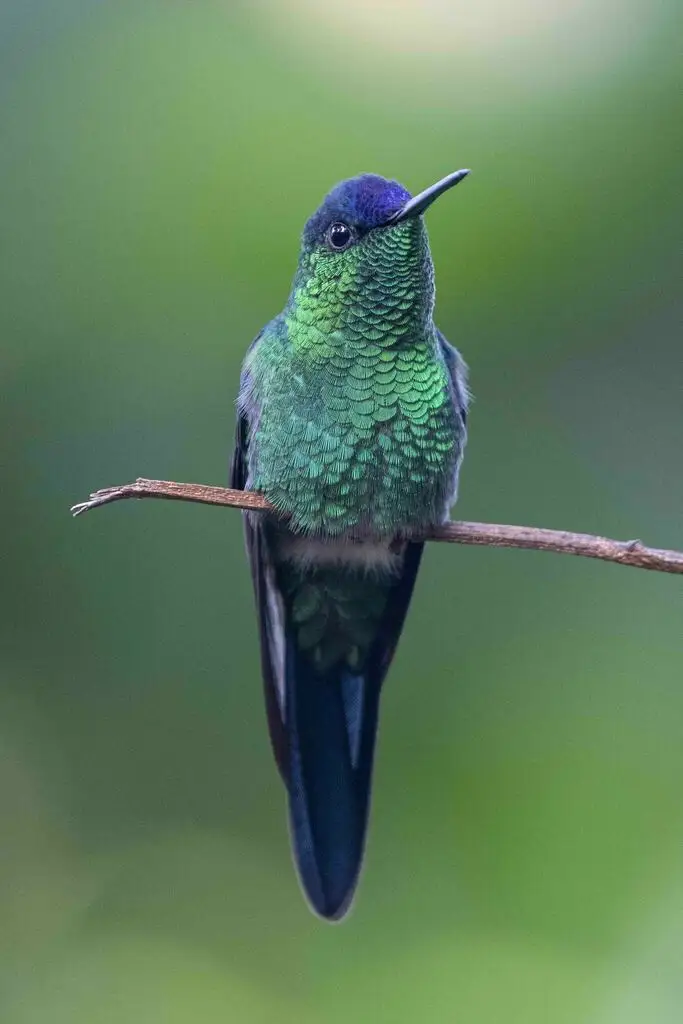 紫顶妍蜂鸟(Thalurania glaucopis)