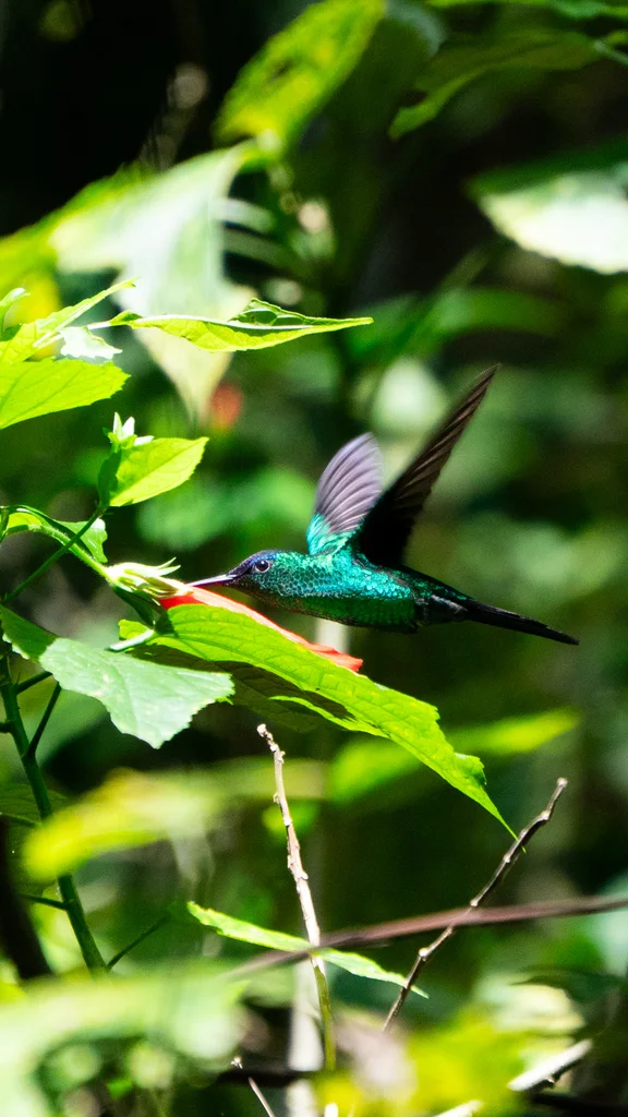 紫顶妍蜂鸟(Thalurania glaucopis)