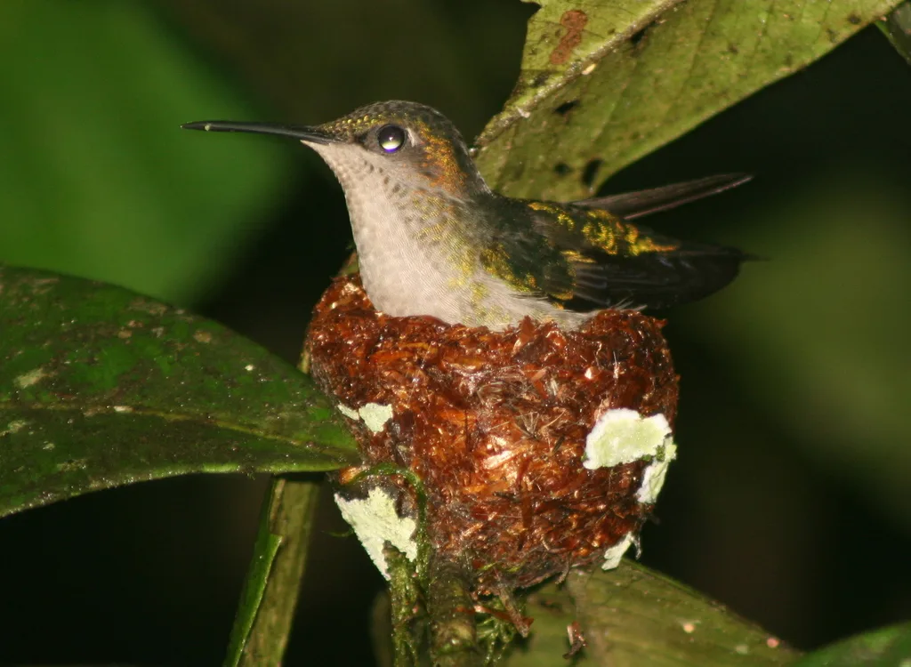 紫顶妍蜂鸟(Thalurania glaucopis)