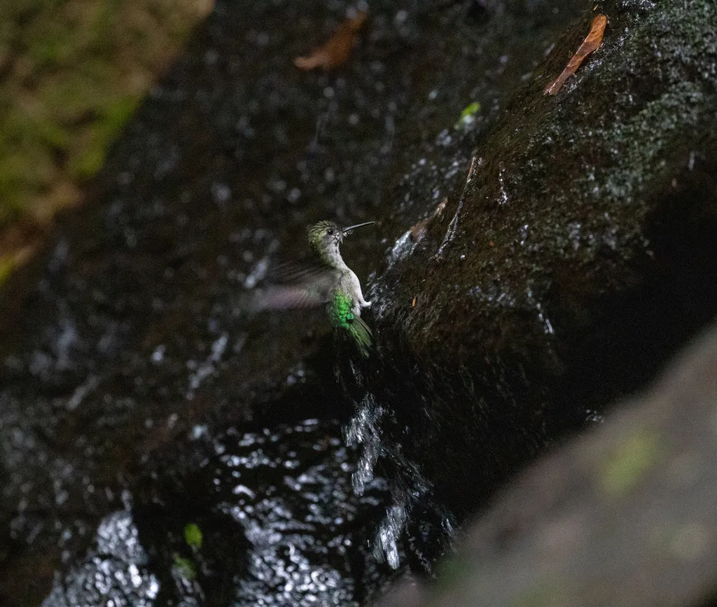 长尾妍蜂鸟（Thalurania watertonii）