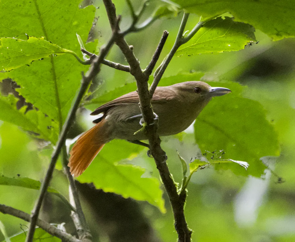 褐蚁鵙(Thamnistes anabatinus)