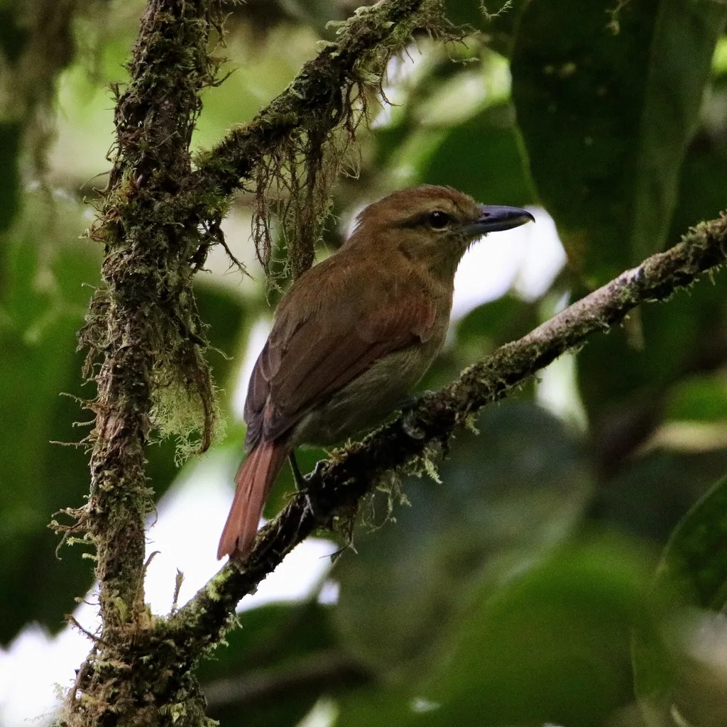 褐蚁鵙(Thamnistes anabatinus)