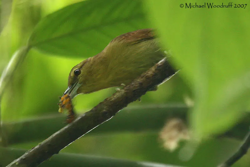 褐蚁鵙(Thamnistes anabatinus)