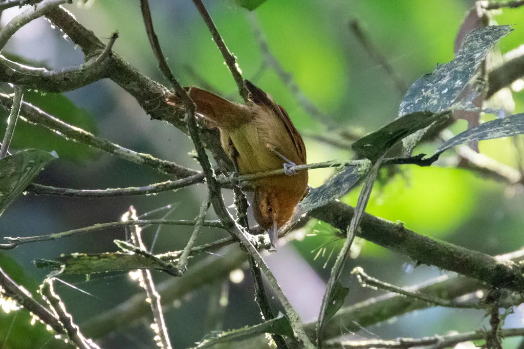 红褐蚁鵙(Thamnistes rufescens)