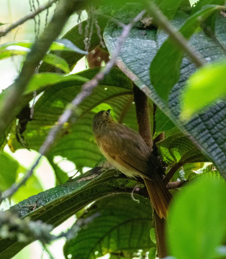 红褐蚁鵙(Thamnistes rufescens)
