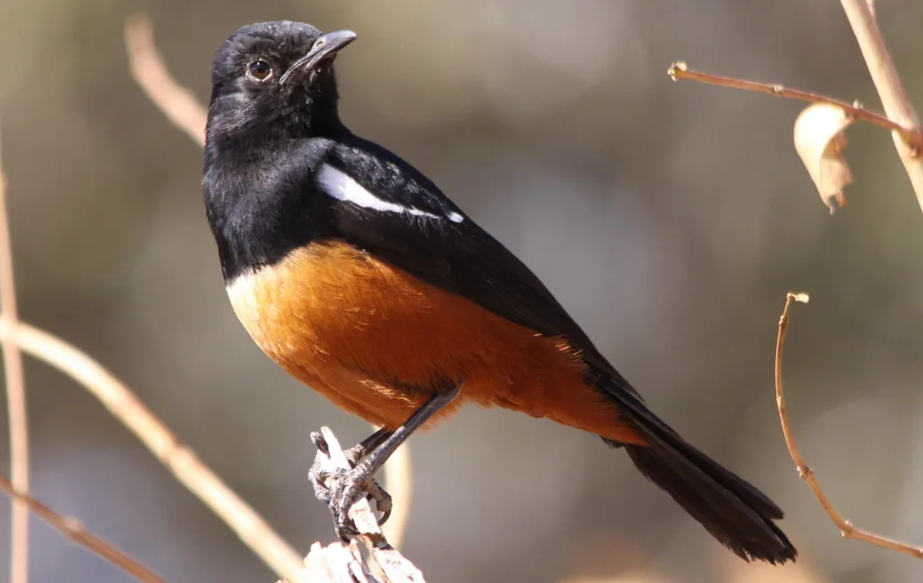 桂红蚁䳭(Thamnolaea cinnamomeiventris)