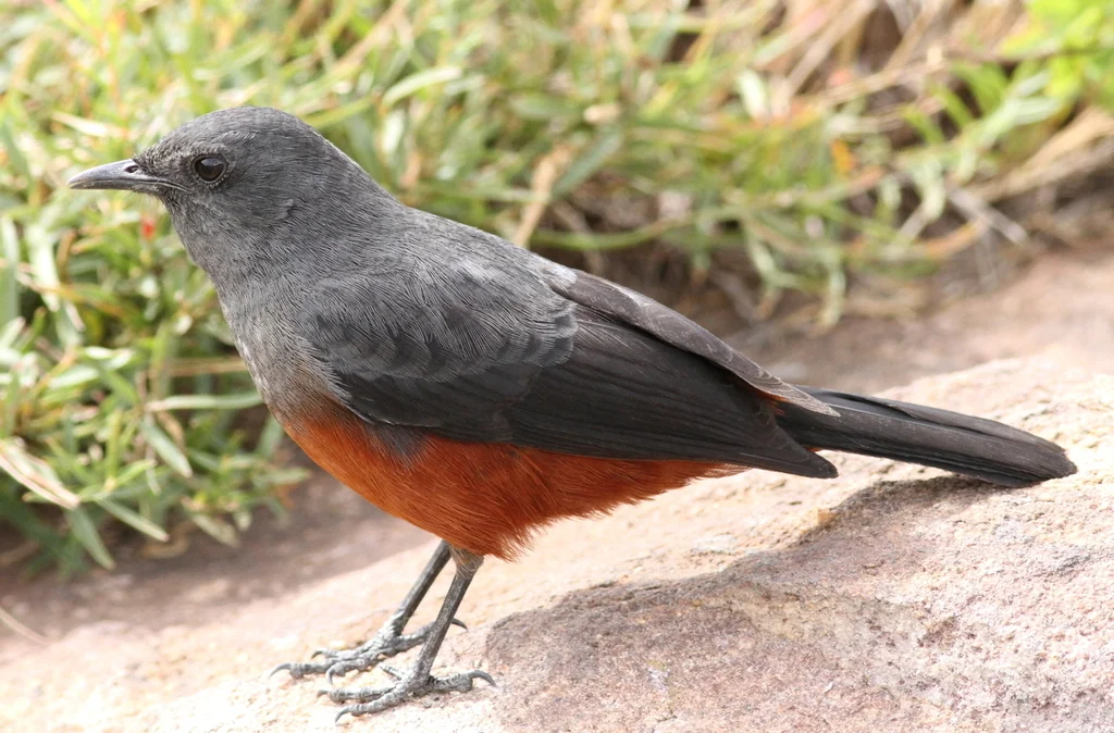 桂红蚁䳭(Thamnolaea cinnamomeiventris)