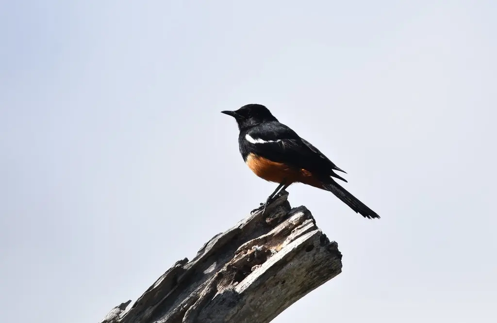 桂红蚁䳭(Thamnolaea cinnamomeiventris)