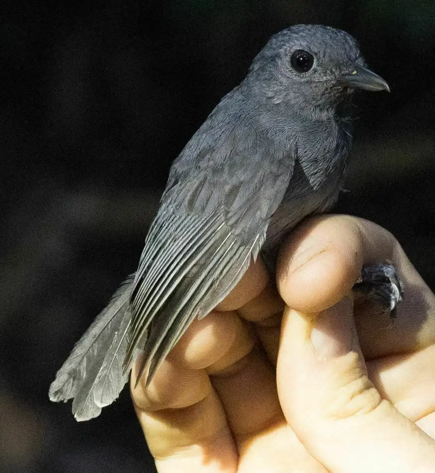 灰喉蚁鵙(Thamnomanes ardesiacus)