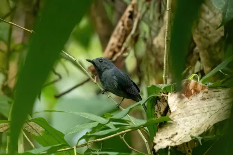 灰喉蚁鵙