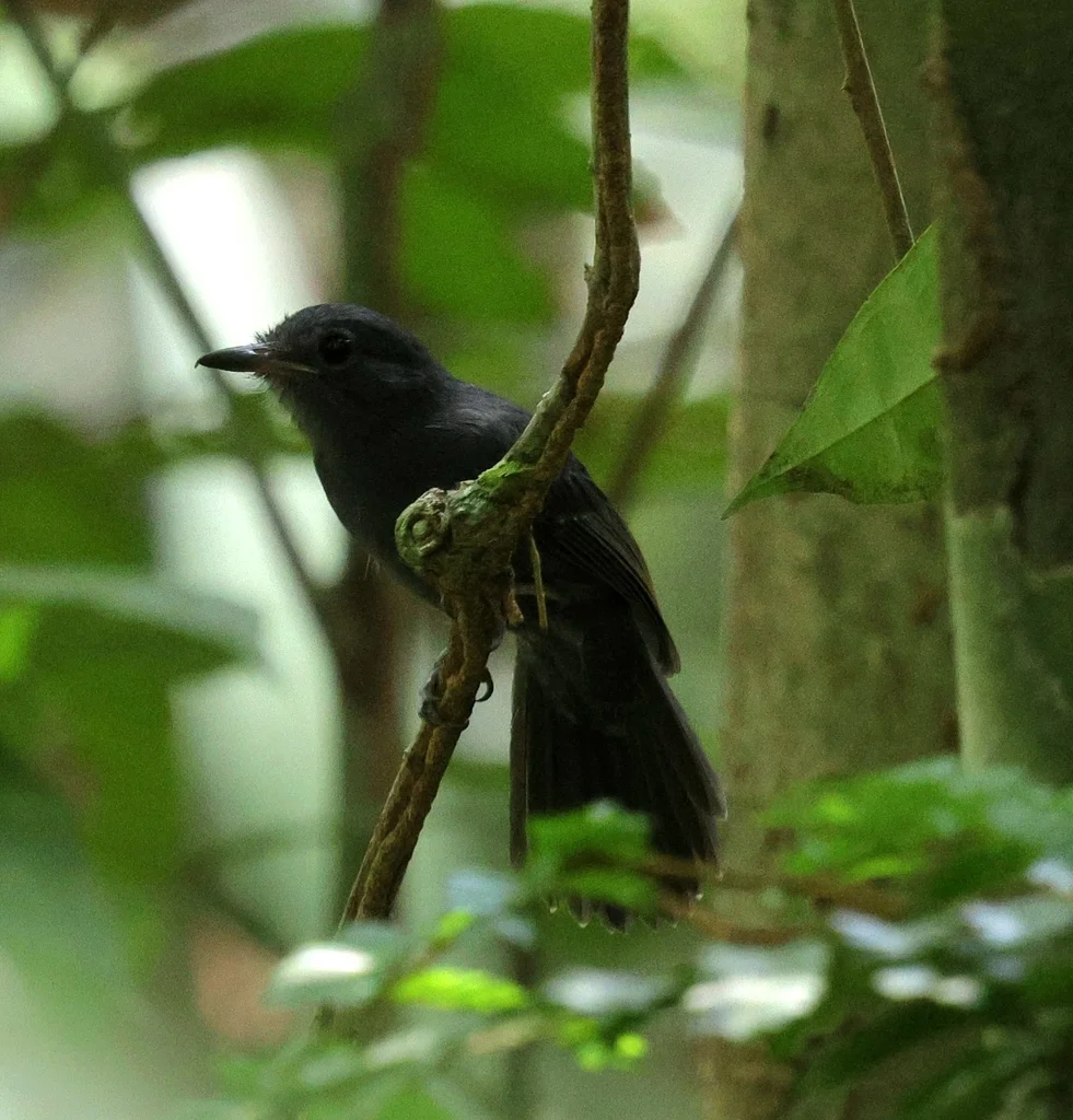 灰蚁鵙(Thamnomanes caesius)