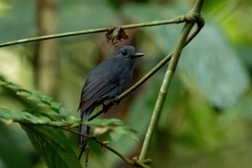 灰蚁鵙(Thamnomanes caesius)