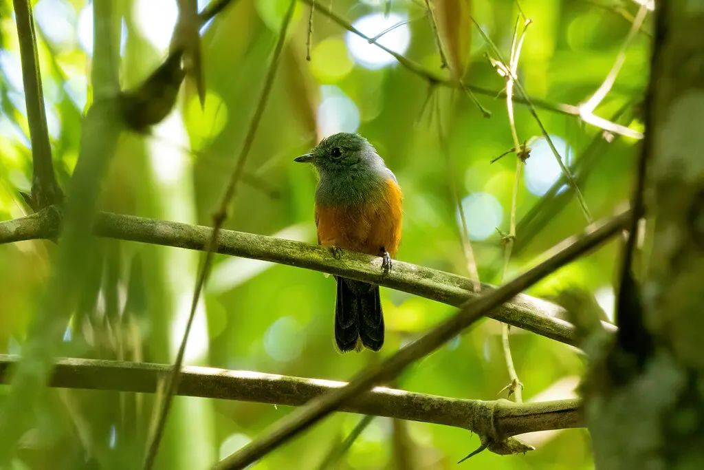 蓝蚁鵙(Thamnomanes schistogynus)