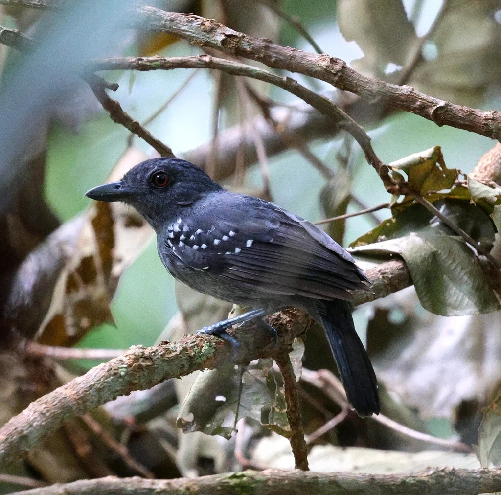 白肩蚁鵙(Thamnophilus aethiops)