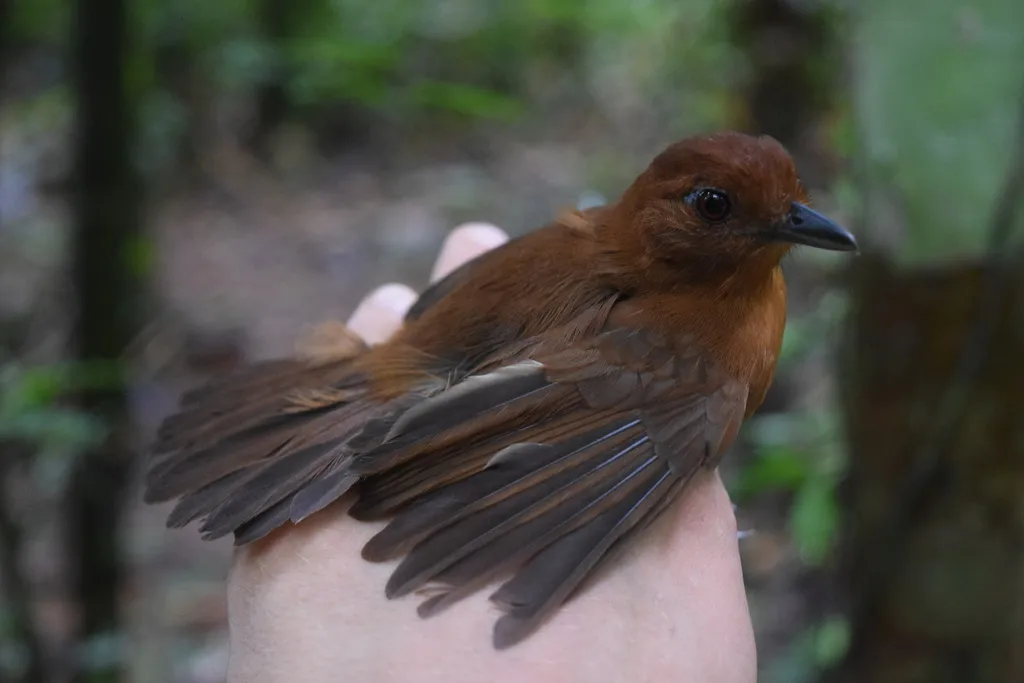 白肩蚁鵙(Thamnophilus aethiops)