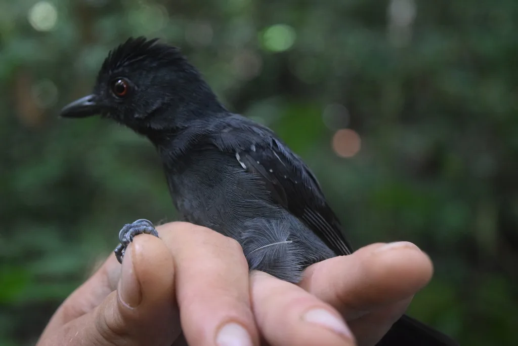 白肩蚁鵙(Thamnophilus aethiops)