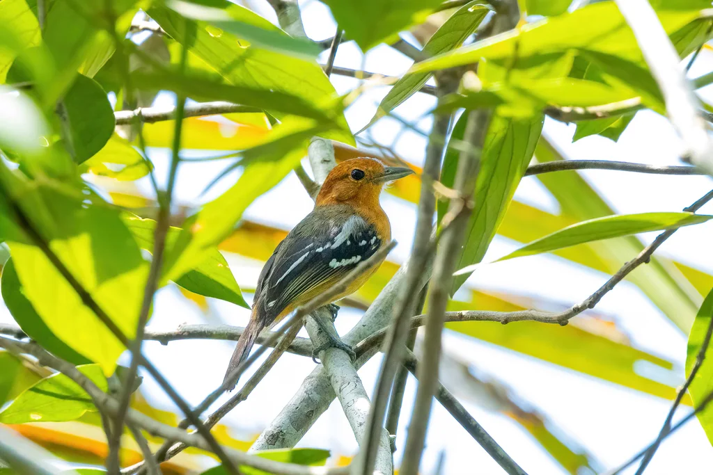 亚马孙蚁鵙(Thamnophilus amazonicus)