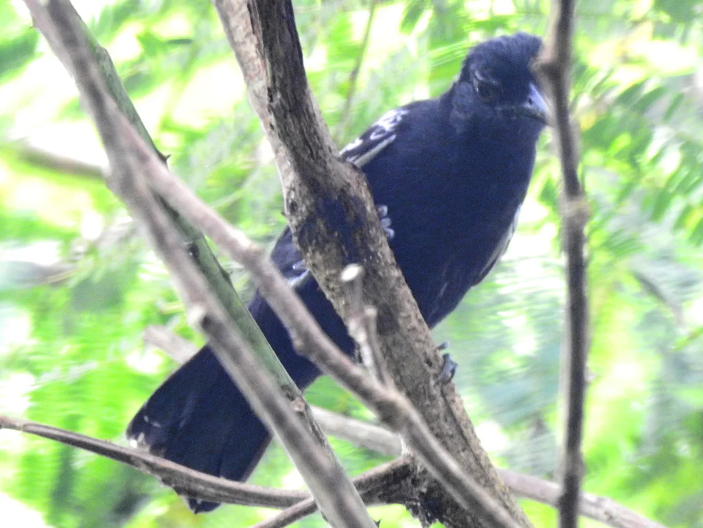 亚马孙蚁鵙(Thamnophilus amazonicus)
