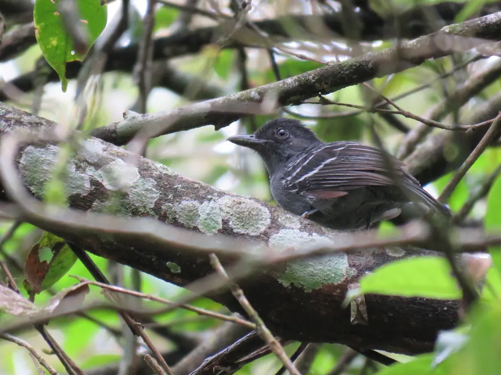 亚马孙蚁鵙(Thamnophilus amazonicus)