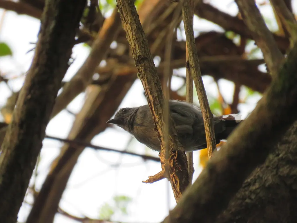 亚马孙蚁鵙(Thamnophilus amazonicus)