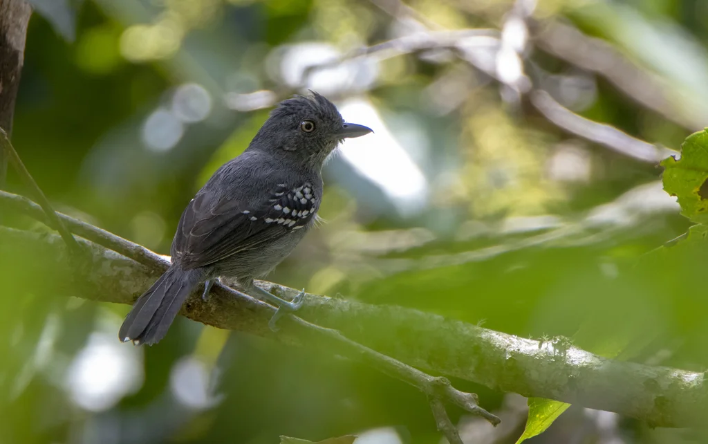 山蚁鵙(Thamnophilus aroyae)