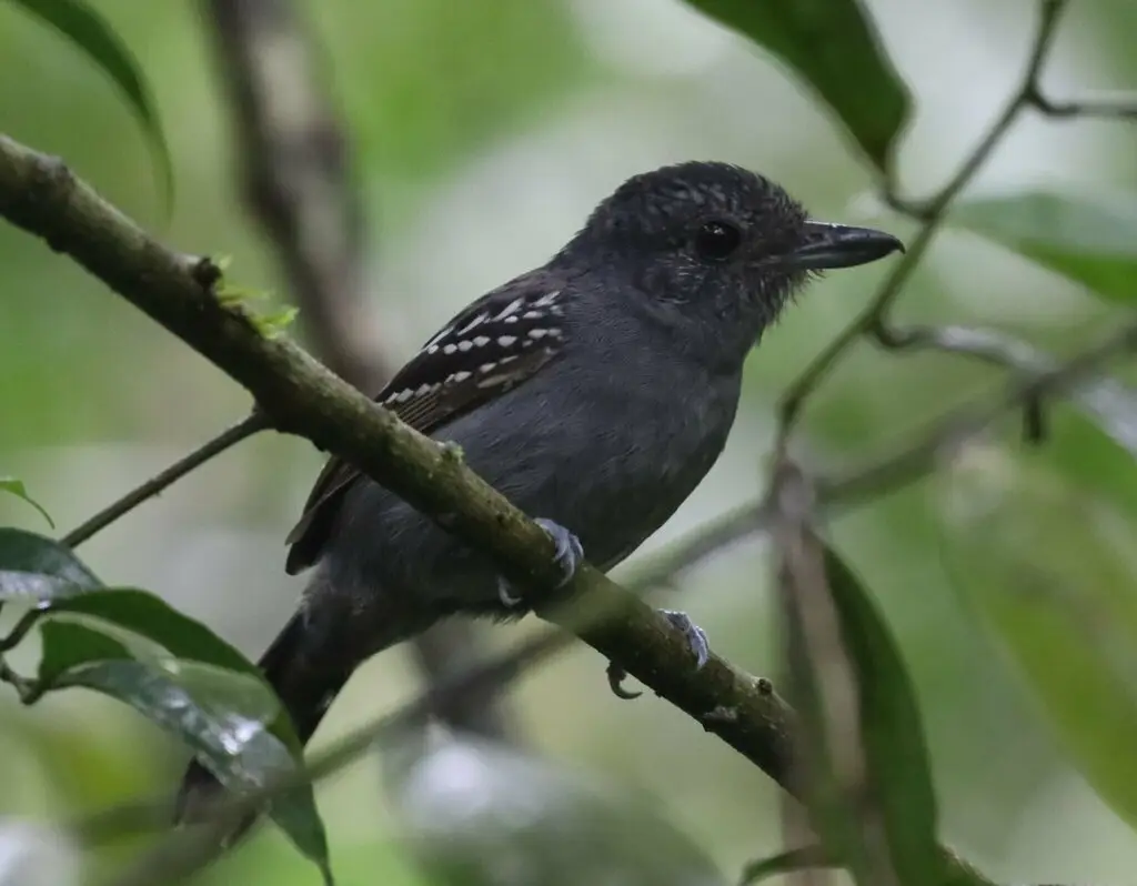 西蓝灰蚁鵙(Thamnophilus atrinucha)