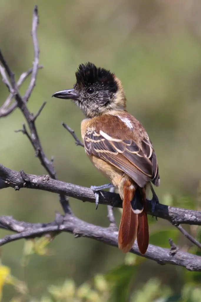 领蚁鵙(Thamnophilus bernardi)