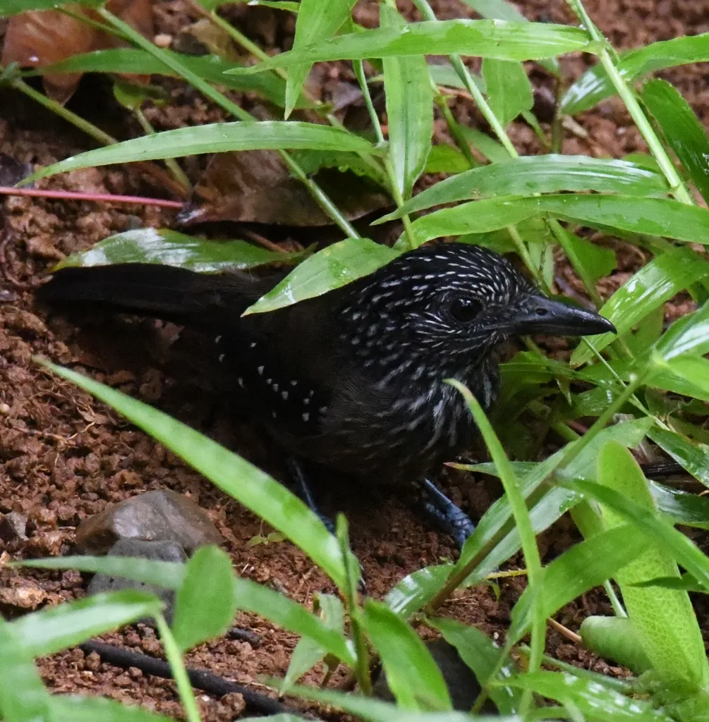 黑头蚁鵙(Thamnophilus bridgesi)