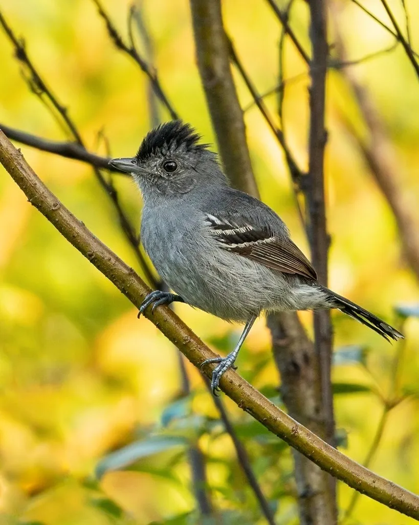 杂色蚁鵙(Thamnophilus caerulescens)