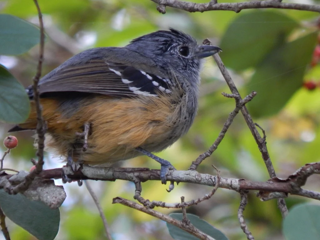 杂色蚁鵙(Thamnophilus caerulescens)