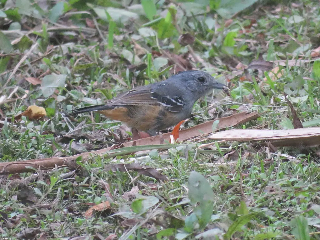 杂色蚁鵙(Thamnophilus caerulescens)