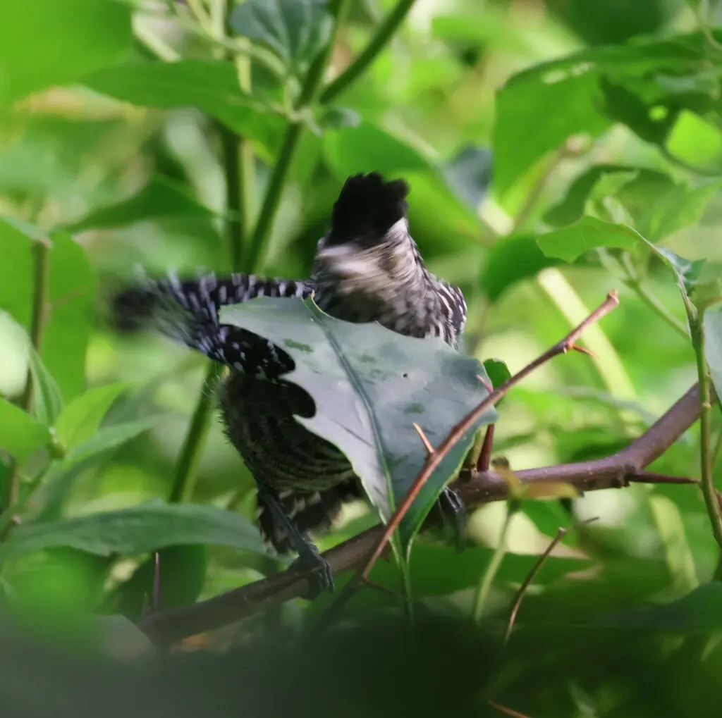 横斑蚁鵙(Thamnophilus doliatus)