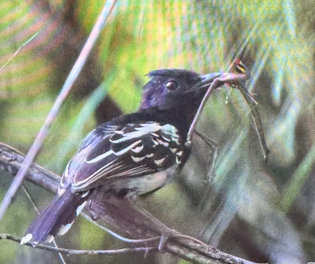 黑背蚁鵙(Thamnophilus melanonotus)