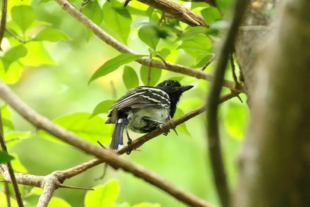 黑背蚁鵙(Thamnophilus melanonotus)