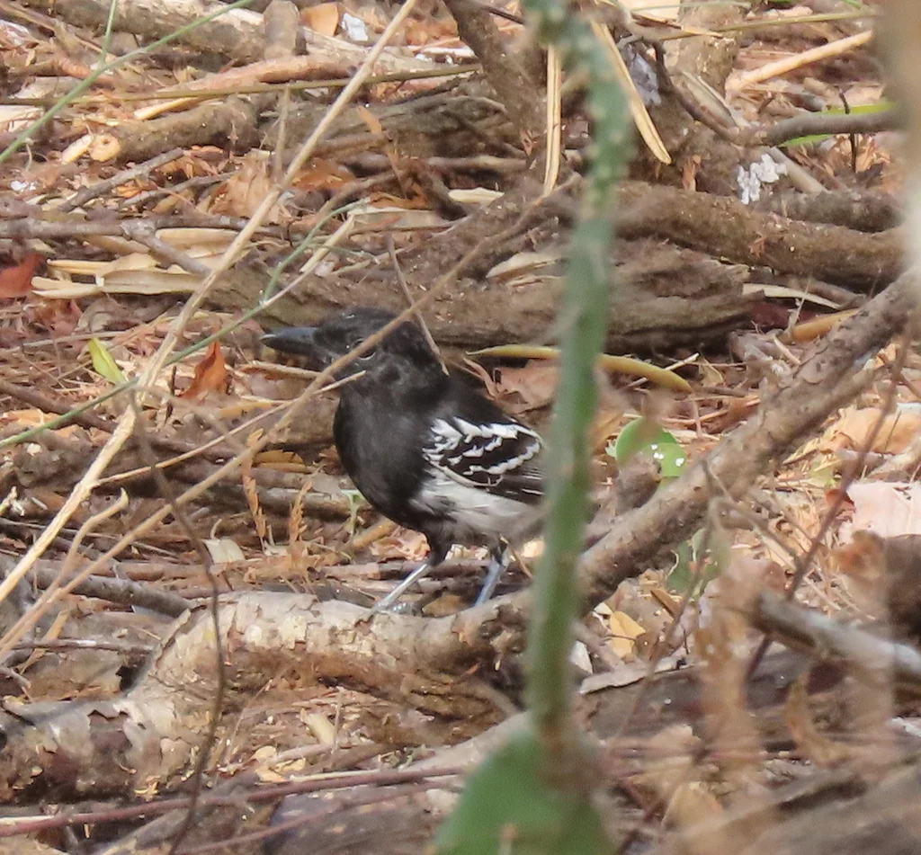 黑背蚁鵙(Thamnophilus melanonotus)