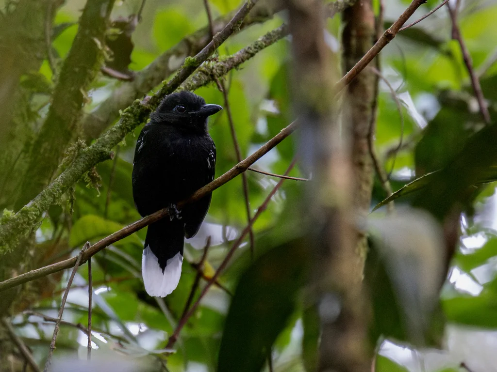 斑尾蚁鵙(Thamnophilus melanothorax)