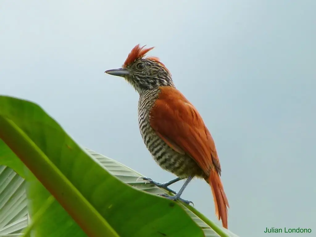 斑冠蚁鵙(Thamnophilus multistriatus)