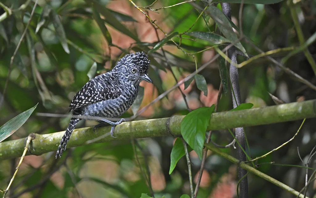 斑冠蚁鵙(Thamnophilus multistriatus)
