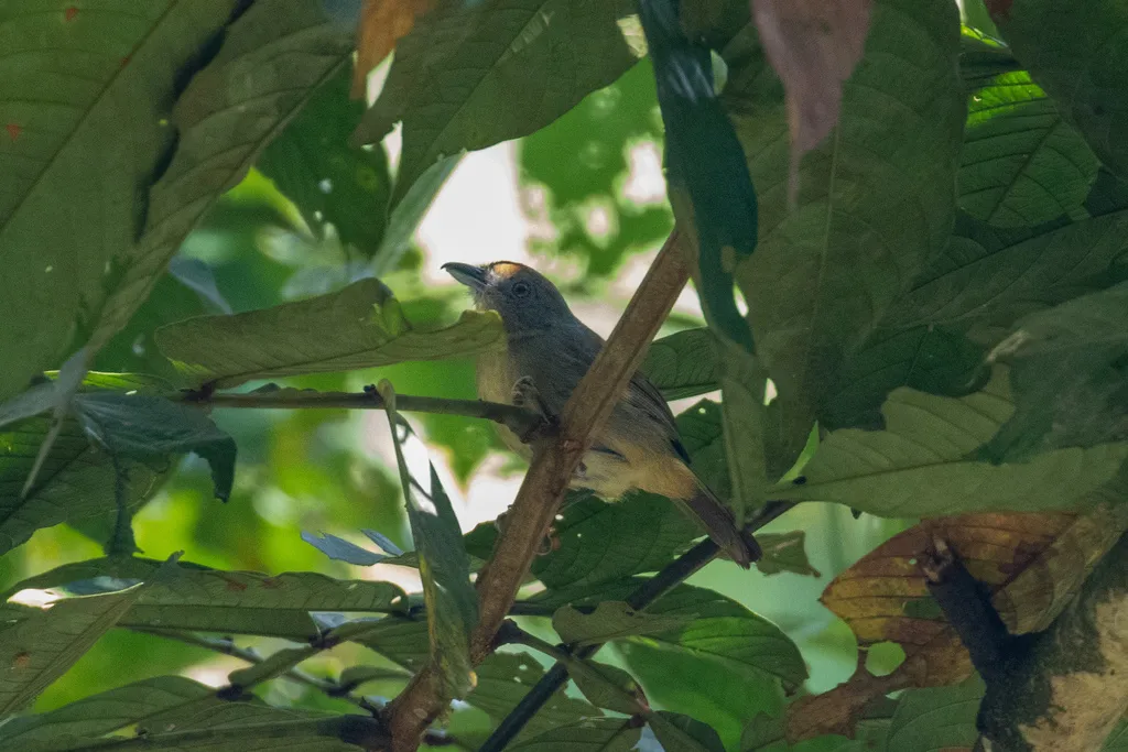 鼠灰蚁鵙(Thamnophilus murinus)