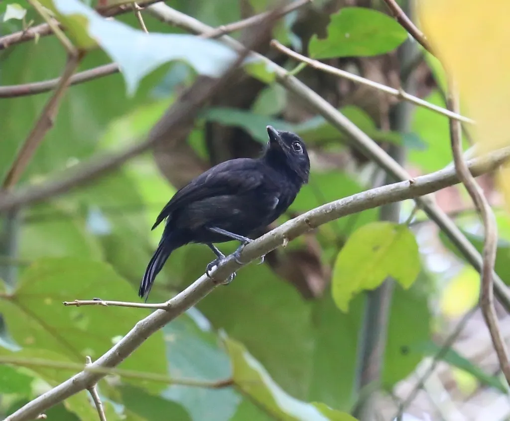 黑蚁鵙(Thamnophilus nigriceps)
