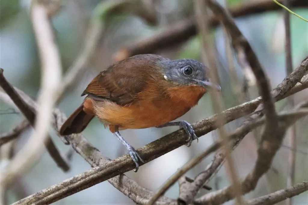 黑灰蚁鵙（Thamnophilus nigrocinereus）