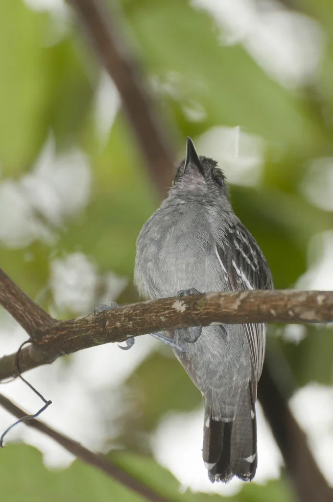 黑灰蚁鵙（Thamnophilus nigrocinereus）
