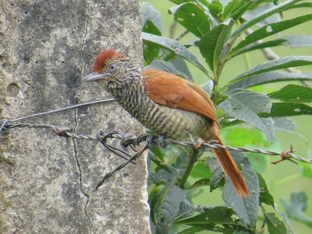 栗背蚁鵙(Thamnophilus palliatus)