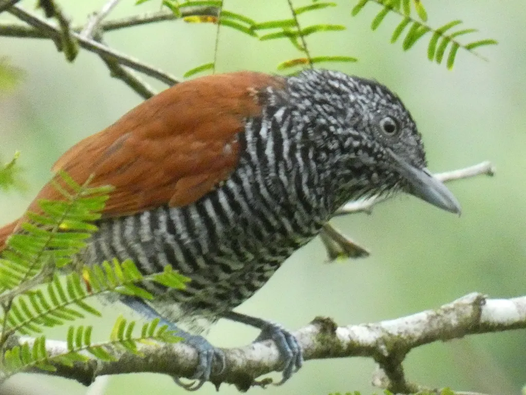 栗背蚁鵙(Thamnophilus palliatus)